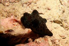 Coriocella nigra