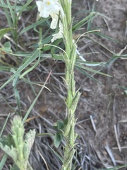 Chascanum hederaceum