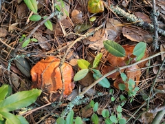 Suillus pungens