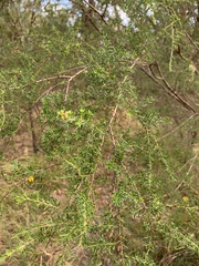 Kunzea ambigua