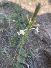Chascanum hederaceum