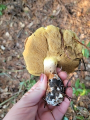 Suillus pungens