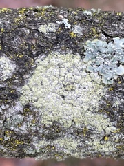 Lecanora barkmaniana