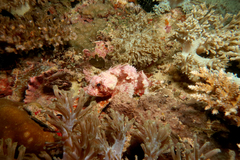 Scorpaenidae