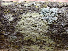 Lecanora barkmaniana
