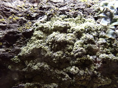 Lecanora barkmaniana