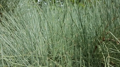 Ephedra major