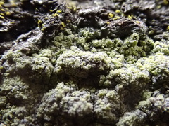 Lecanora barkmaniana