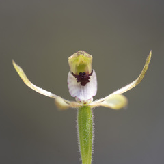 Caladenia atradenia