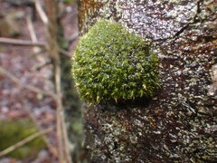 Ulota crispa