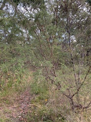 Kunzea ambigua