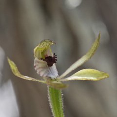 Caladenia atradenia