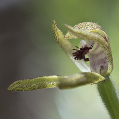 Caladenia atradenia