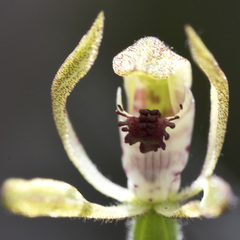 Caladenia atradenia