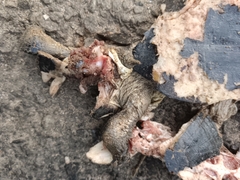 Melanochelys trijuga