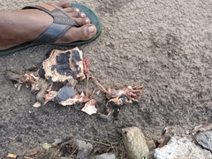 Melanochelys trijuga