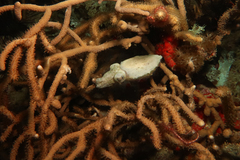 Sepia bandensis