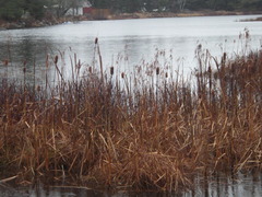 Typha latifolia