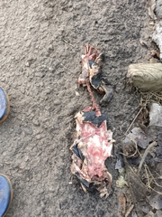 Melanochelys trijuga