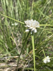 Cyperus niveus leucocephalus