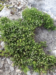 Diosma oppositifolia