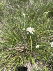 Cyperus niveus leucocephalus
