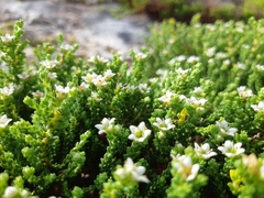 Diosma oppositifolia