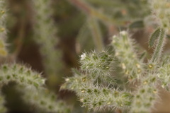 Johnstonella angustifolia