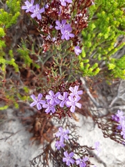 Limonium scabrum