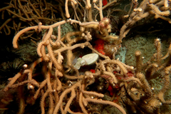 Sepia bandensis