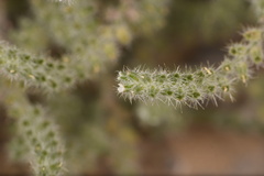Johnstonella angustifolia