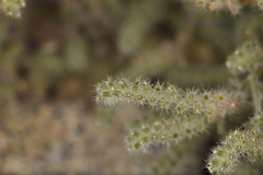 Johnstonella angustifolia