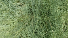 Ephedra major