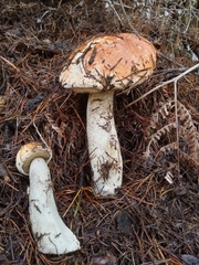 Leccinum largentii