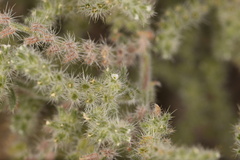 Johnstonella angustifolia