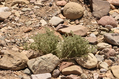 Johnstonella angustifolia