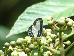 Psychonotis caelius