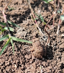 Fejervarya limnocharis