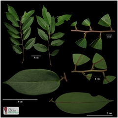 Securidaca inappendiculata