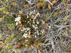 Epacris