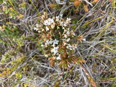 Epacris