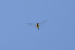 Hydrobasileus brevistylus