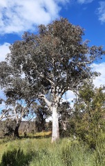 Eucalyptus melliodora