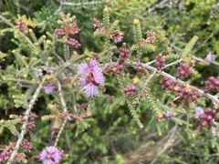 Melaleuca gibbosa