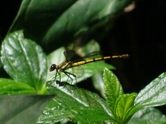 Diphlebia euphoeoides