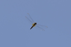 Hydrobasileus brevistylus