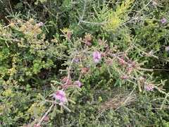 Melaleuca gibbosa