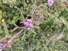 Melaleuca gibbosa