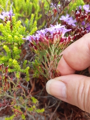 Limonium scabrum