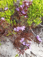 Limonium scabrum